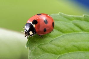 ladybug