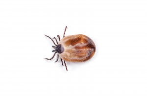 ticks