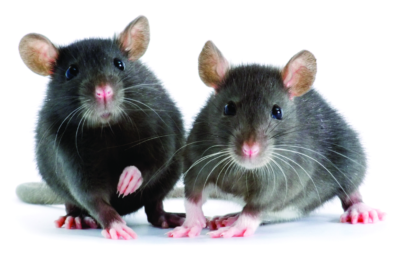 Winter Weather Forces Rodents and Other Pests Indoors