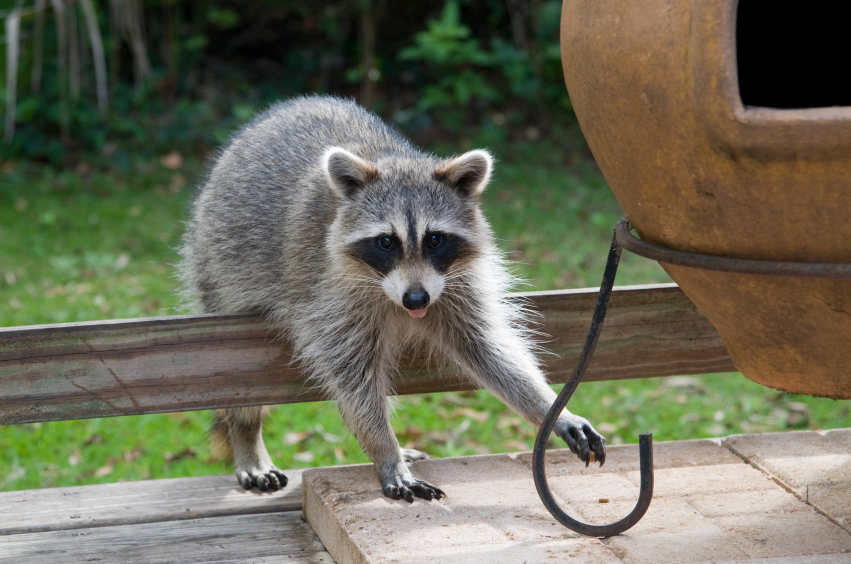 Raccoons Invading Attics