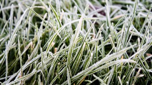 frozen lawn