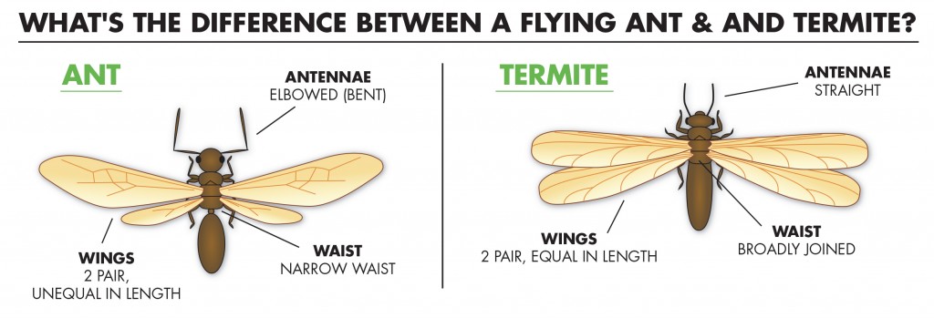 flying ants vs termites