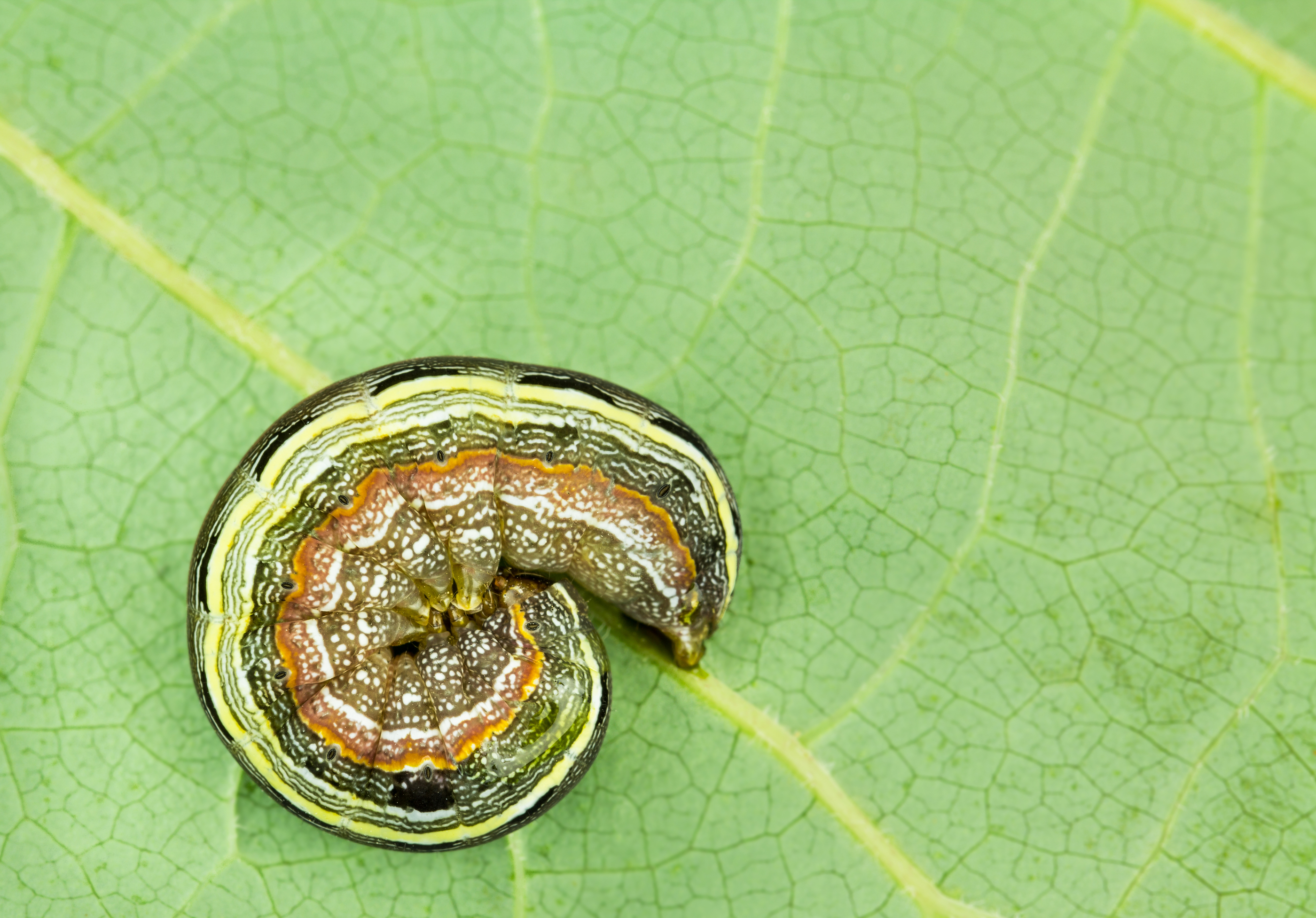 army worm curled up on a leaf