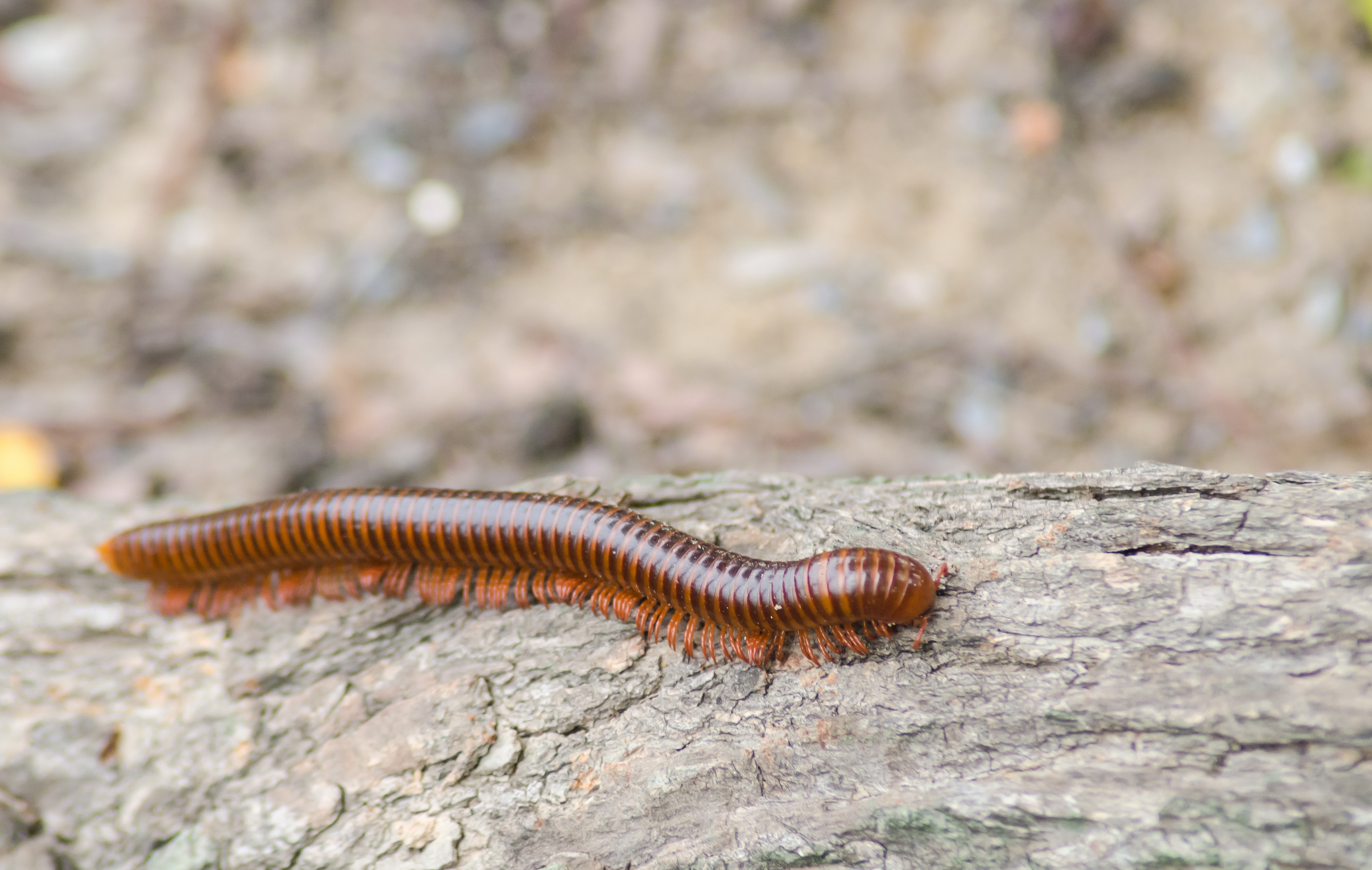 millipedes