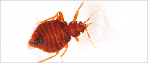 bed bug control