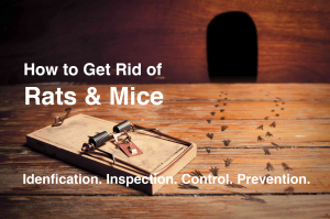 rat and mice control