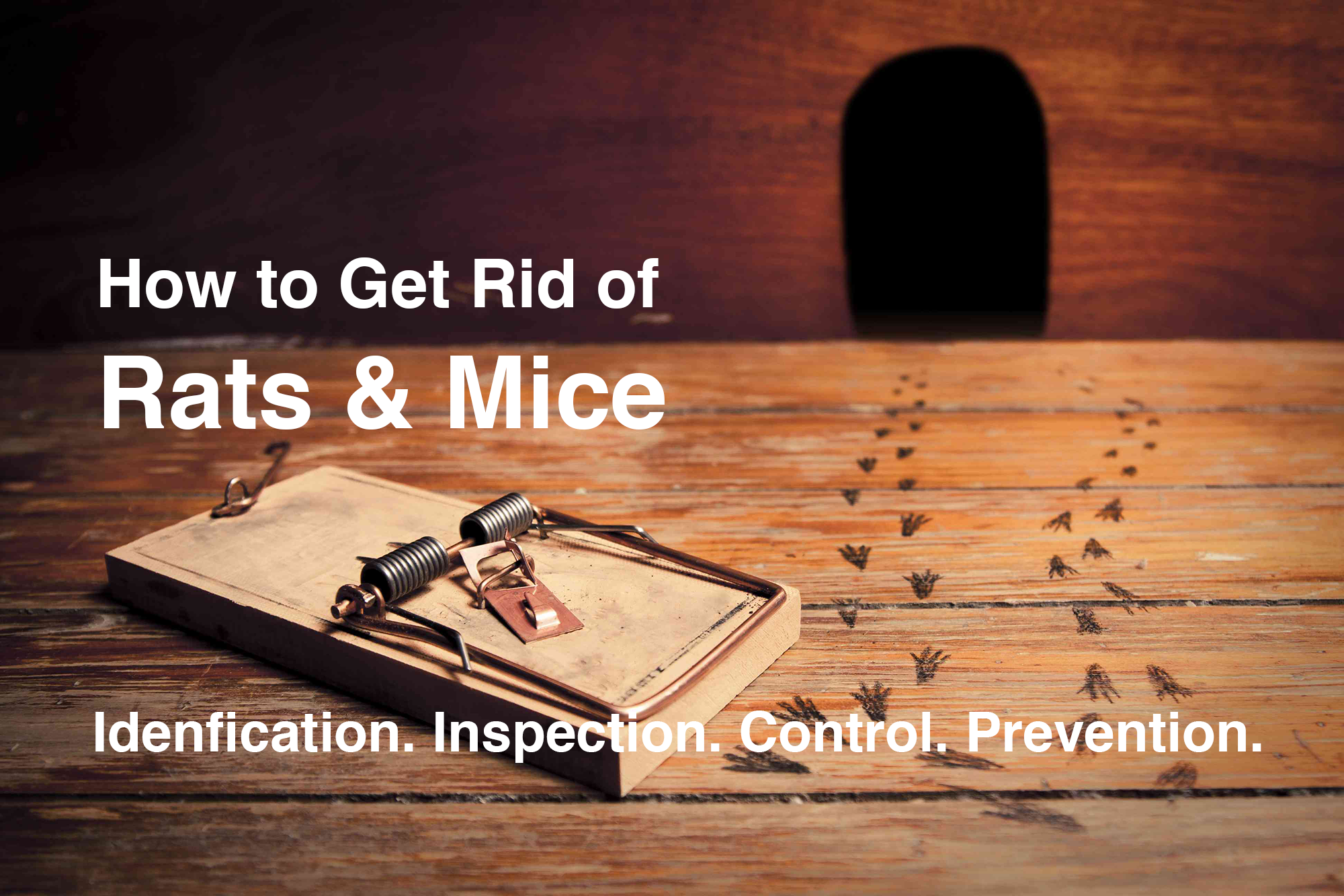 rat and mice control