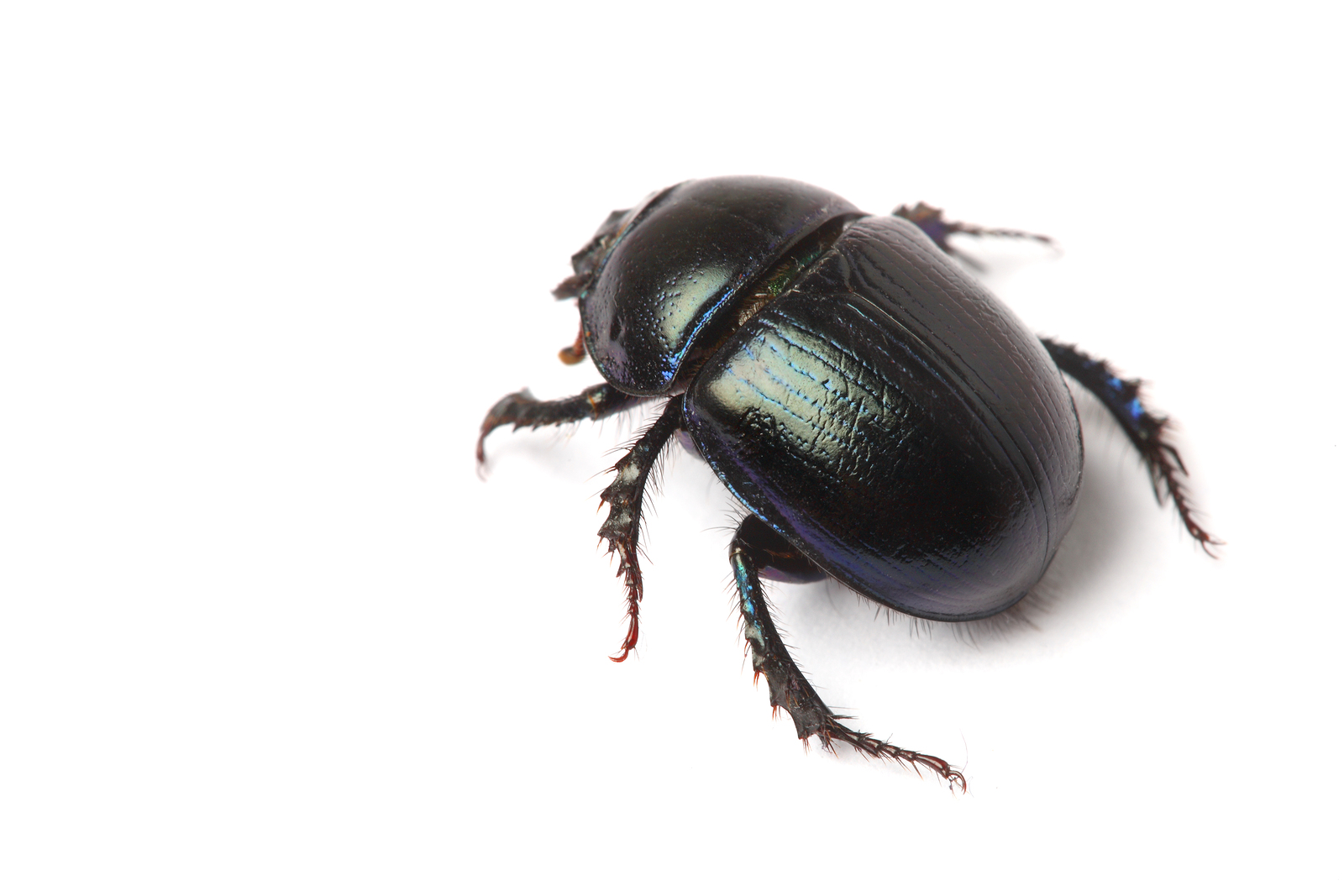Sugarcane Beetle Sugarcane Beetle