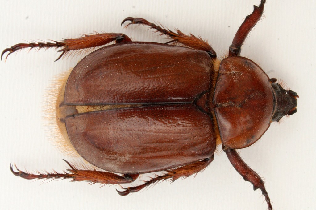 Drugstore Beetles - Identification | Threats | Treatment