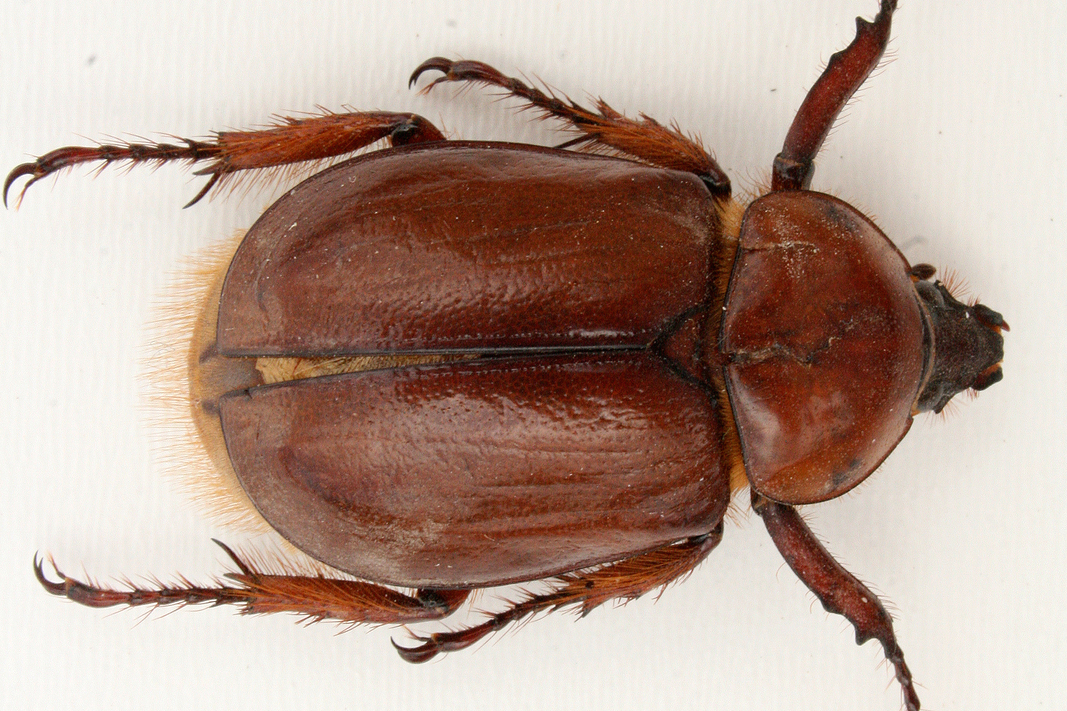 drugstore beetle