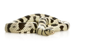 king snake