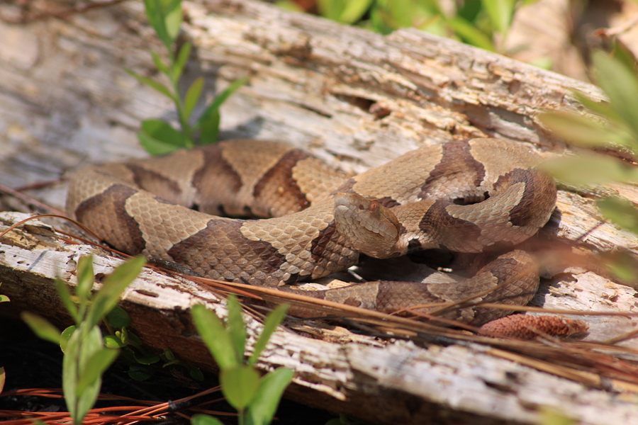 A copperhead snake resting in a log