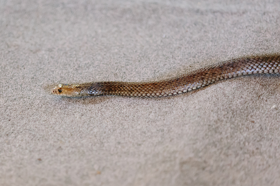 A brown snake stretched out on a rug