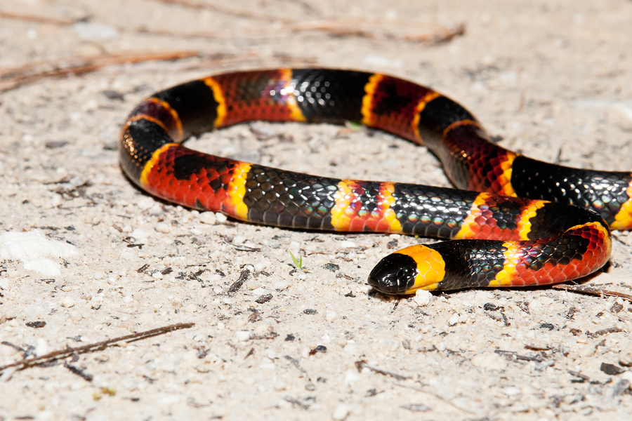 A coral snake slithering on the ground
