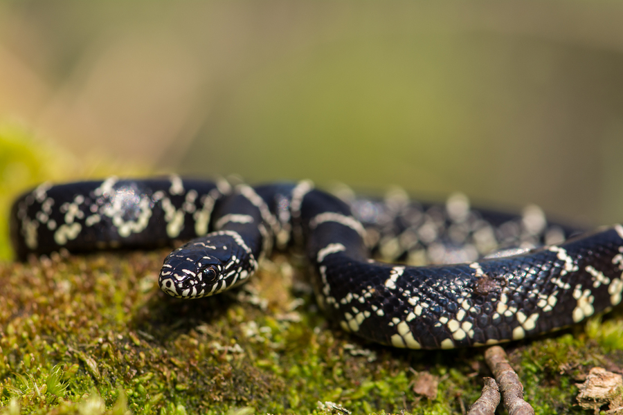 eastern king snake on a moss covered log