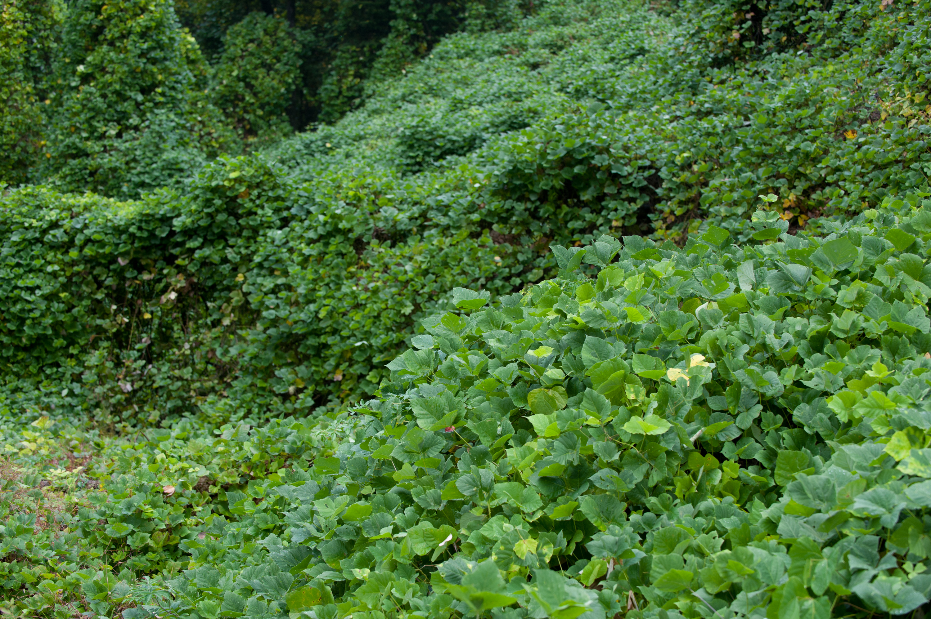 Kudzu bugs