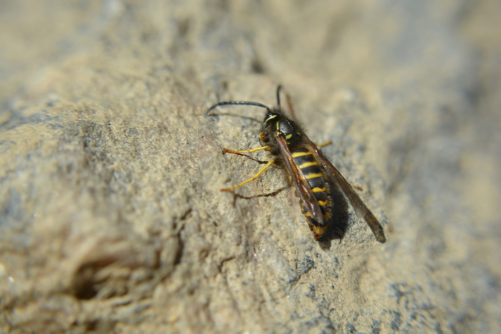 Macro Yellowjacket Wasp On A Rock yellowjacket