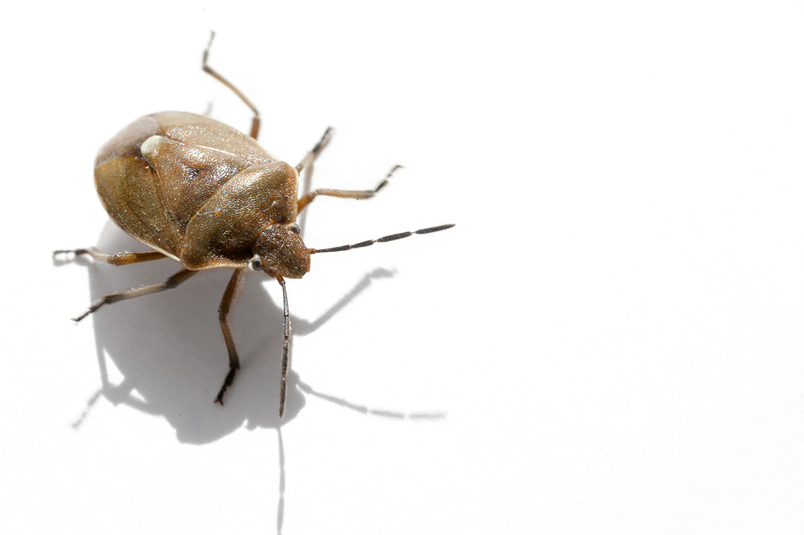 Kudzu Stink Bugs Identification Threats Treatment