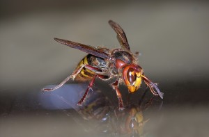 cicada killer bee