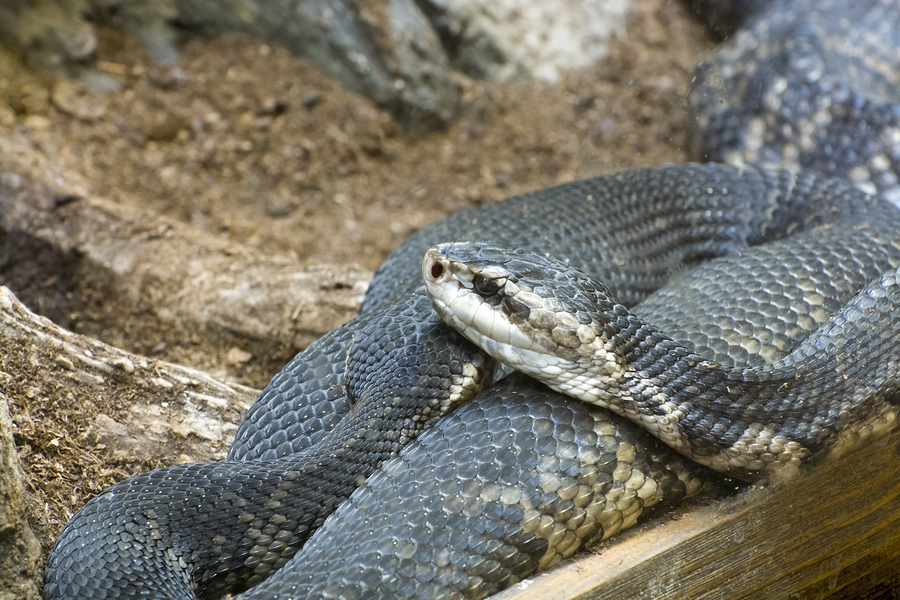 A water moccasin coiled up at the base of a tree