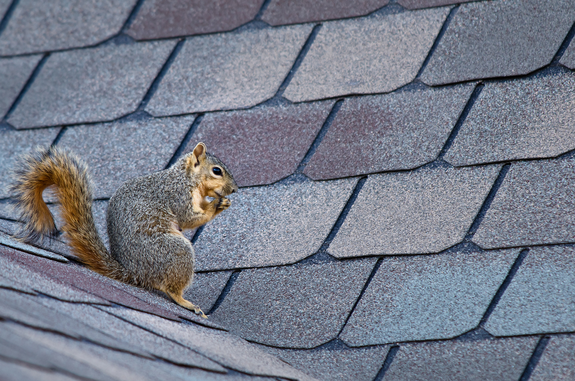 winter pests