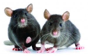 Two gray rats on a white background