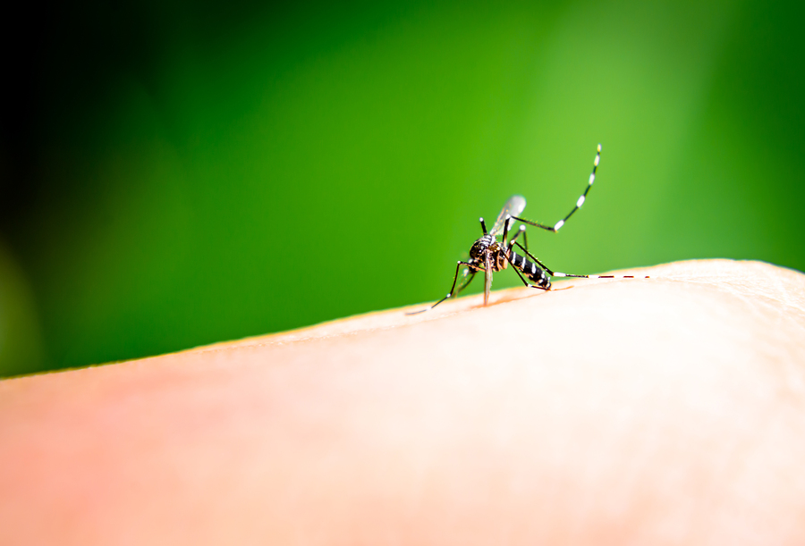 Mosquito Control: How to Prevent Mosquito Bites this Summer