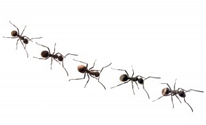 get rid of ants prevent ants