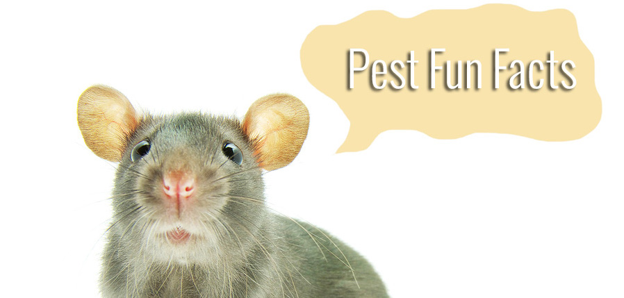 Gray mouse with a white background and a beige talk bubble with the text: Pest Fun Facts