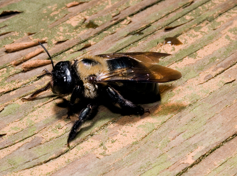 Carpenter Bees Identification Threats Treatment