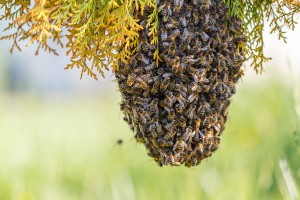 bee removal atlanta