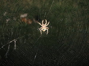orb weaver spider in a web