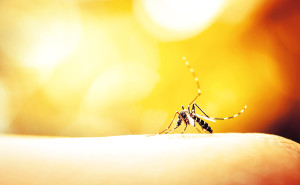 mosquito sucking blood with blurred yellow background