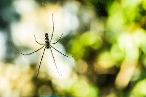 Spider with Defocused Background