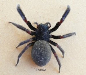  female black house spider on a beige surface