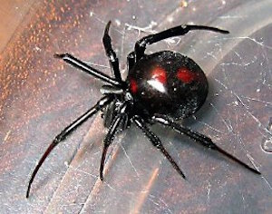 black widow spider on a brown surface
