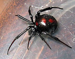 7 types of Poisonous Spiders - Hawx Pest Control