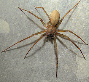 brown recluse spider on a gray surface