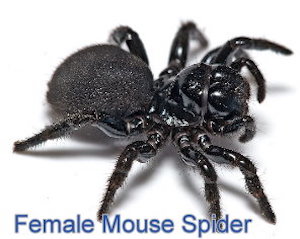 female mouse spider on a white surface