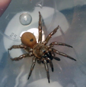 trap door spider on a clear, reflective surface