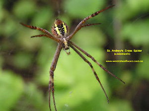 st andrews cross spider with a defocused background