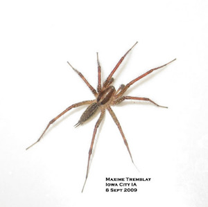funnel web spider on a white surface