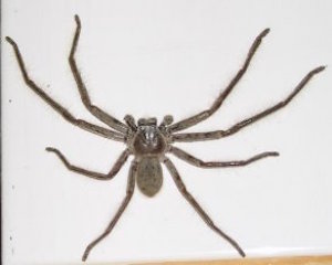huntsman spider on a white surface