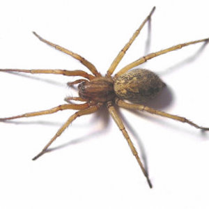 hobo spider on a white surface