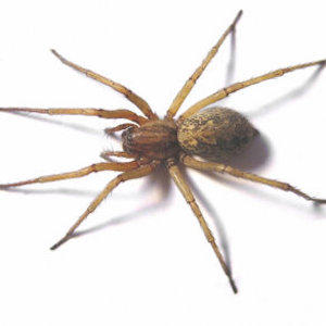 Alabama Spider Identification Chart