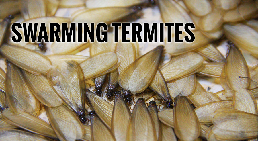 swarming termites atlanta