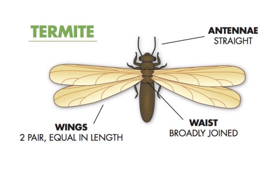 swarming termites