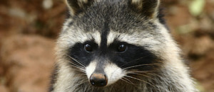 raccoon control nashville tn