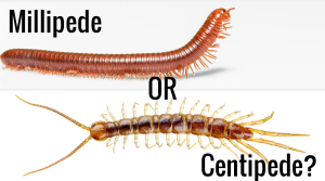 millipede or centipede atlanta