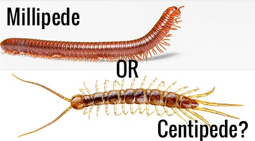 red millipede and a centipede with text: millipede or centipede